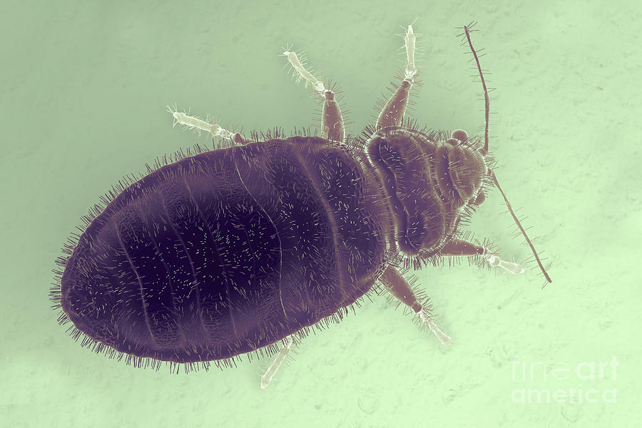 Bedbug Cimex Lectularius #5 Photograph by Science Picture Co