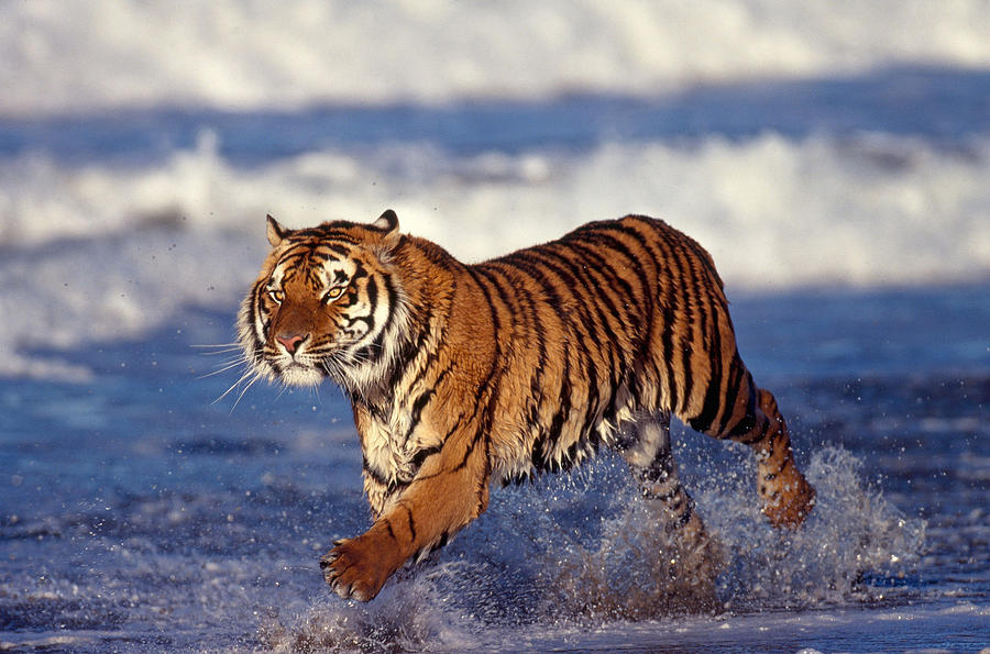 Bengal Tiger #5 Photograph by Jeffrey Lepore