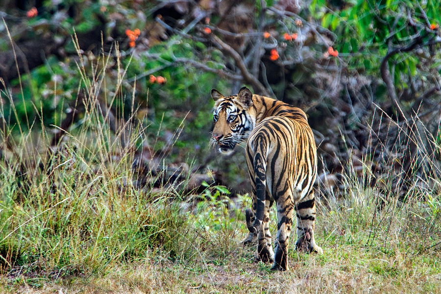 Bandhavgarh National Park Photograph - Bengal Tiger Panthera Tigris Tigris #5 by Panoramic Images