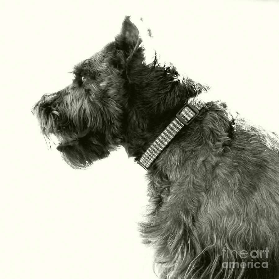 Dog Photograph - Benny #5 by Mickey Harkins