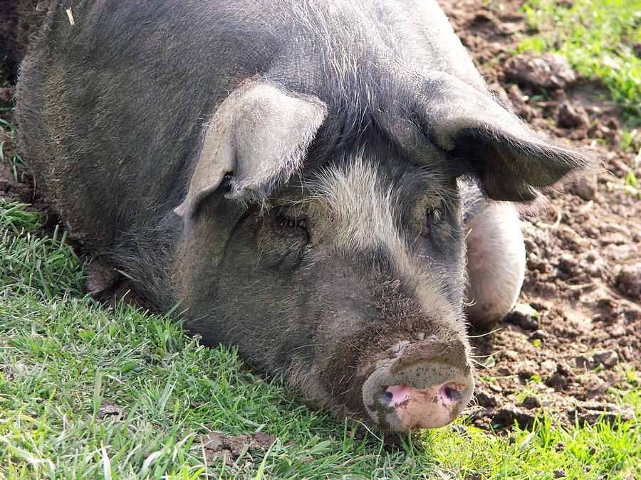 Berkshire Pig #5 Photograph by Bonnie Sue Rauch