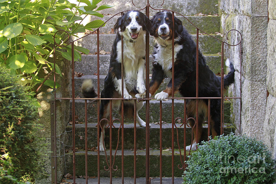 Bernese Mountain Dogs #5 Photograph by Jean-Michel Labat
