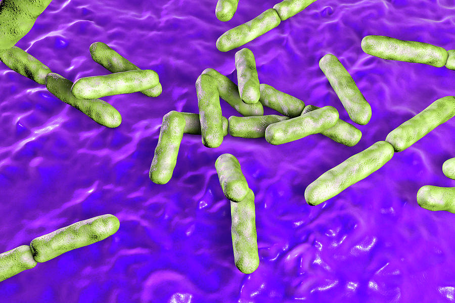 Nature Photograph - Bifidobacterium Bacteria #5 by Kateryna Kon/science Photo Library