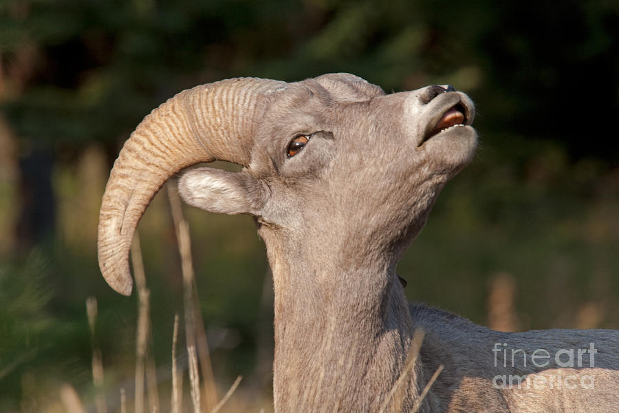 Big Horn Sheep Ram #5 Photograph by Fred Stearns
