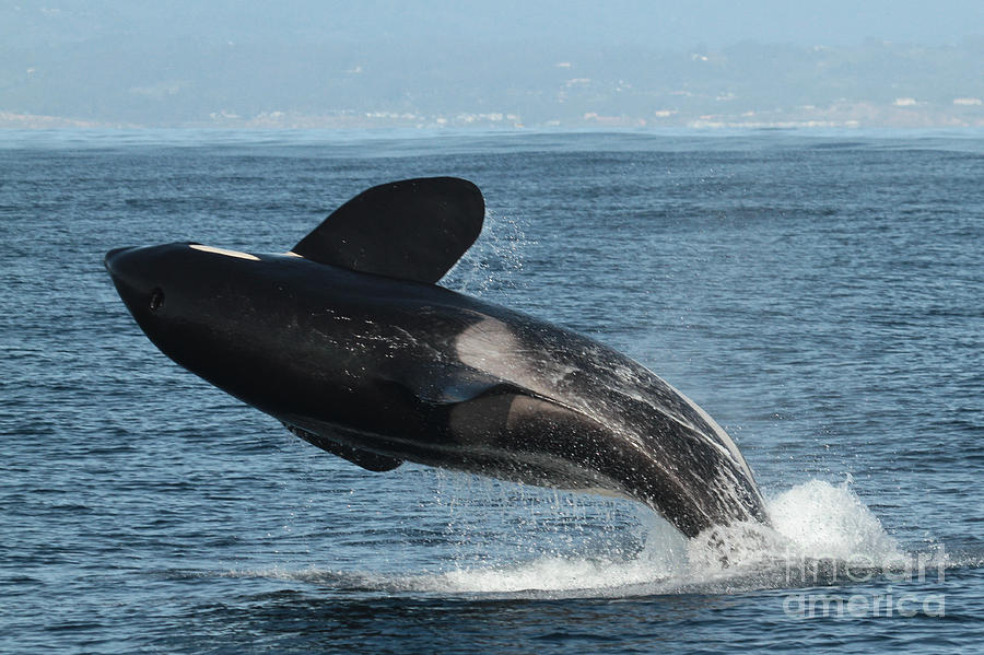 Orcas Photograph - Large Male Biggs Transients type Killer Whales in Monterey Bay  by Monterey County Historical Society