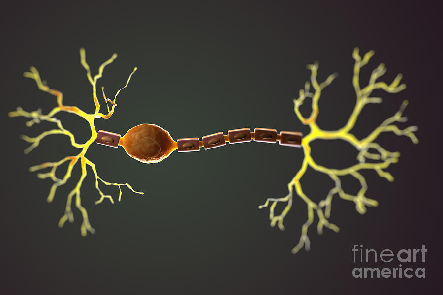 3d Model Photograph - Bipolar Neuron #5 by Science Picture Co