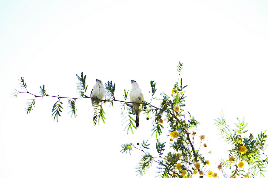 Bird Photograph - Birds #5 by Anusha Hewage