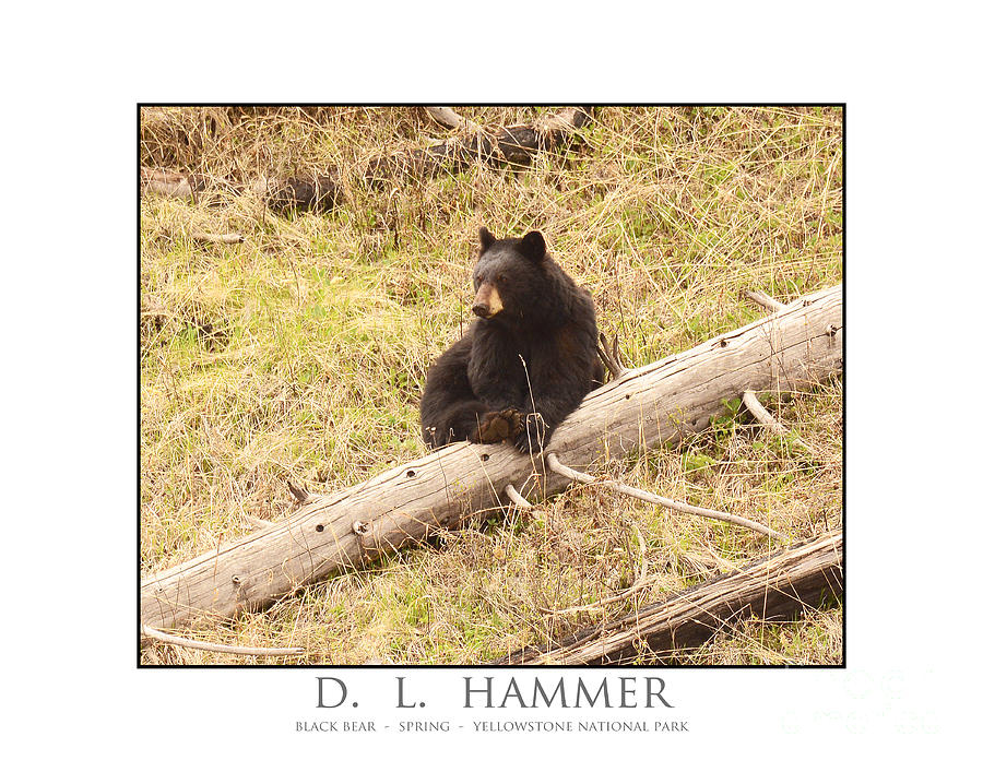 Black Bear  #5 Photograph by Dennis Hammer