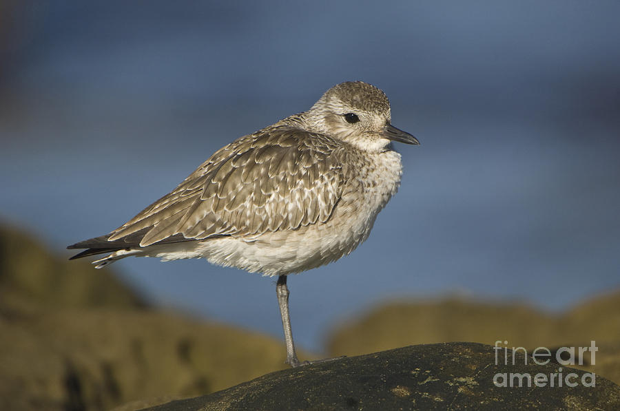 Black-bellied Plover #5 Photograph by John Shaw