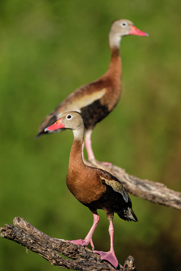 Black-bellied Whistling Duck Photograph by Larry Ditto - Pixels