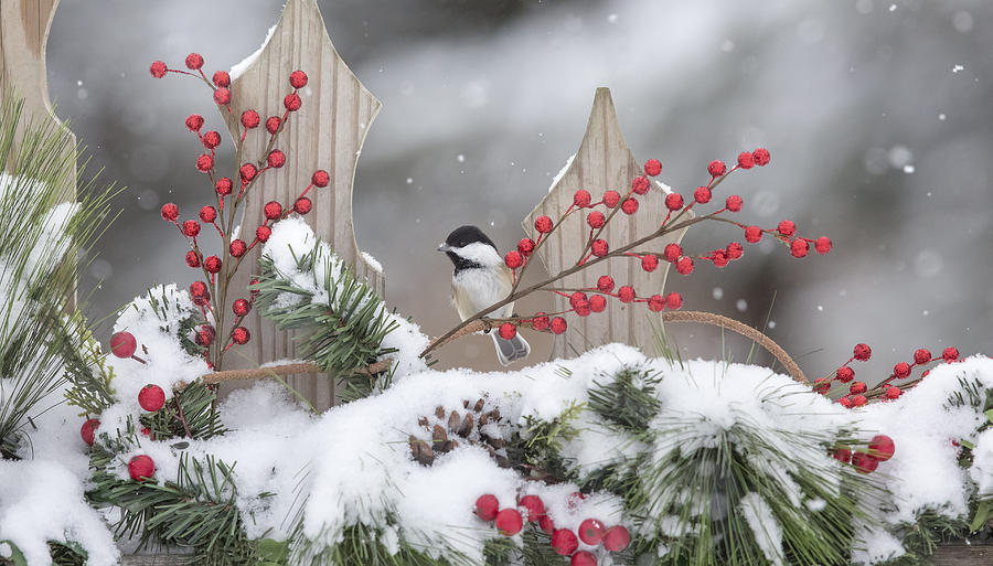 Black-capped Chickadee #5 Photograph by Linda Arndt