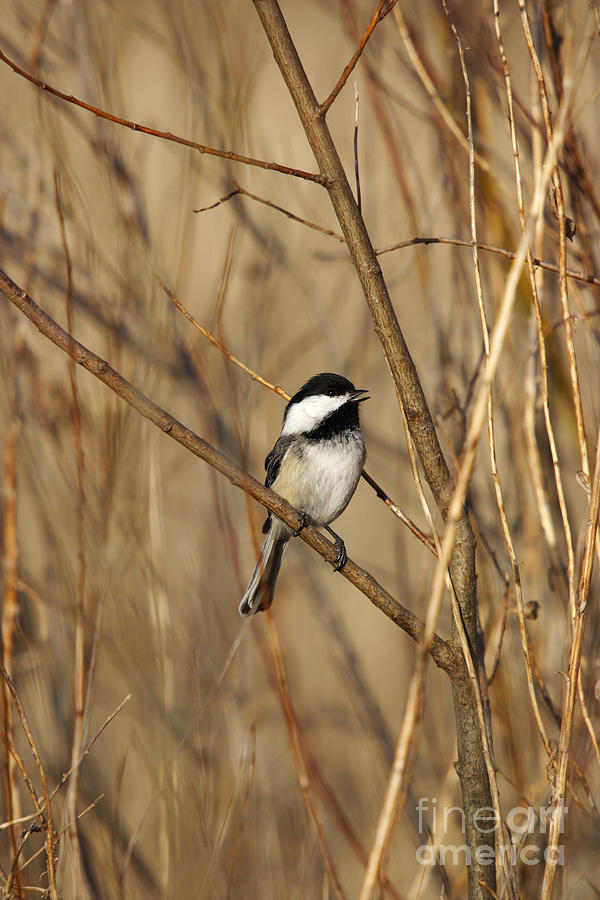 Black-capped Chickadee #5 Photograph by Linda Freshwaters Arndt