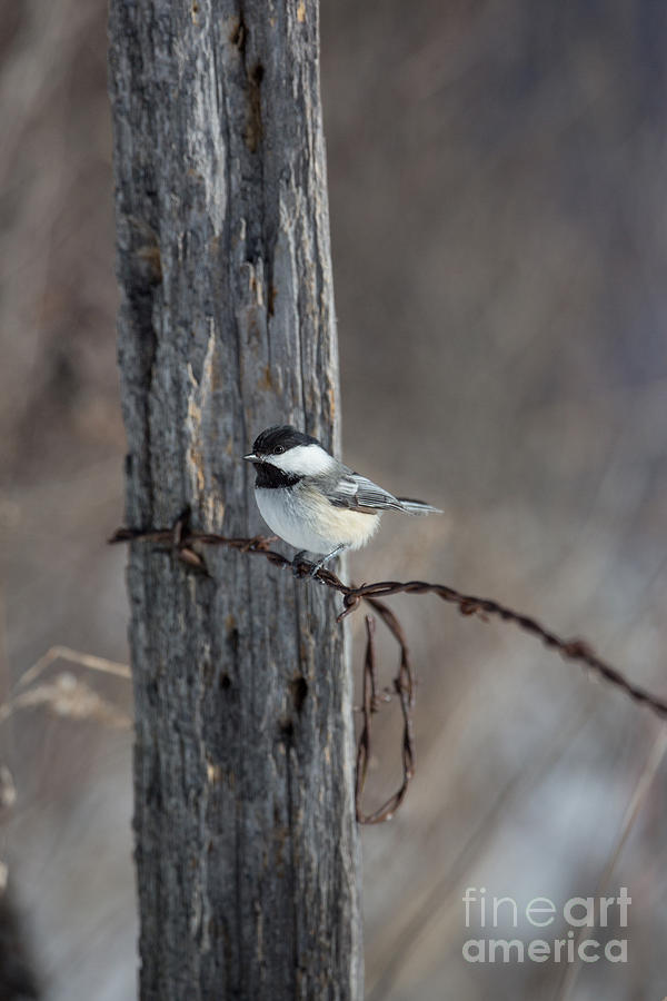 Chickadee Photograph - Black-capped Chickadee Poecile #5 by Linda Freshwaters Arndt