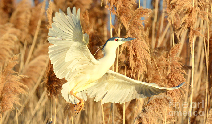 Black-crowned Night Heron #6 Photograph by Dennis Hammer
