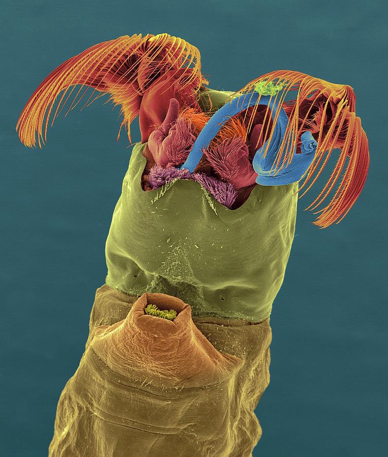 Buffalo Photograph - Black Fly Larva #5 by Dennis Kunkel Microscopy/science Photo Library