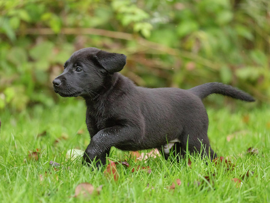 Black Labrador Retriever Puppy #5 Photograph by Linda Arndt