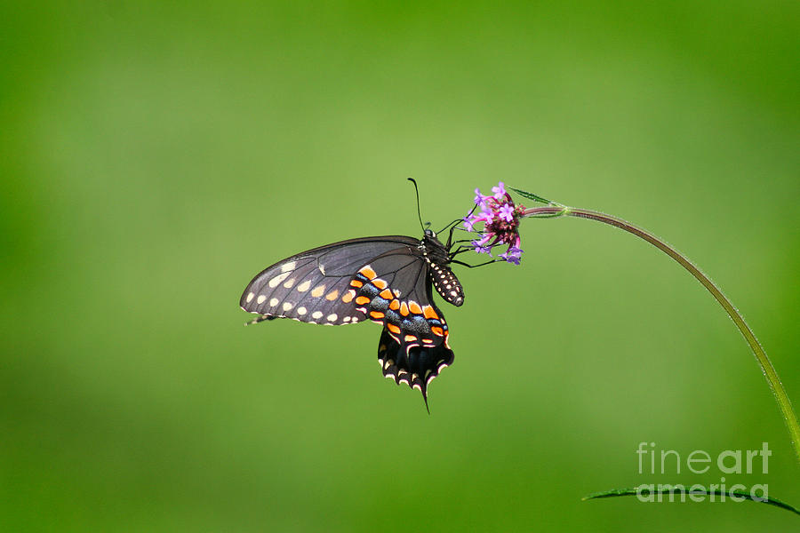 Black Swallowtail Butterfly  #5 Photograph by Karen Adams