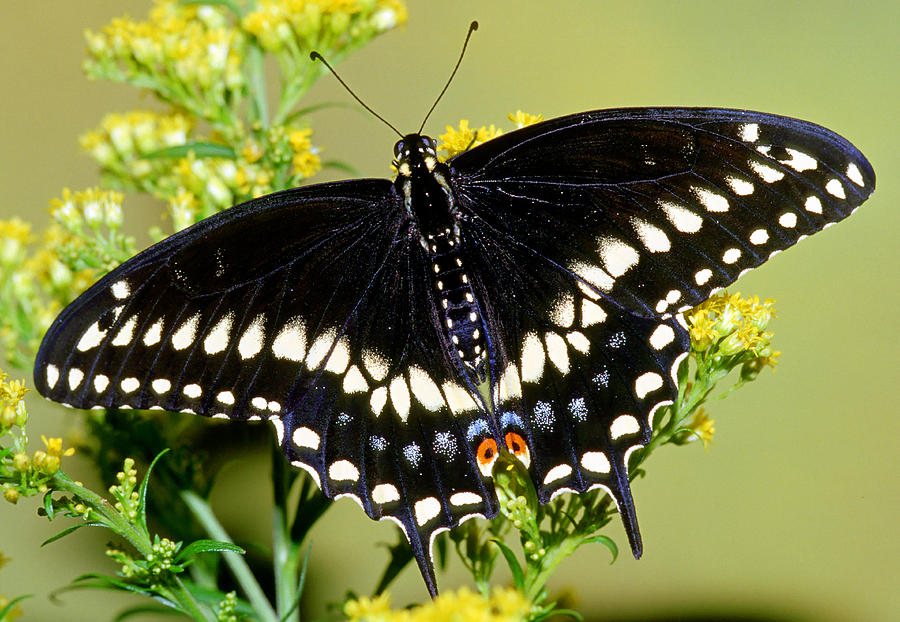 Butterfly Photograph - Black Swallowtail Butterfly #5 by Millard H. Sharp