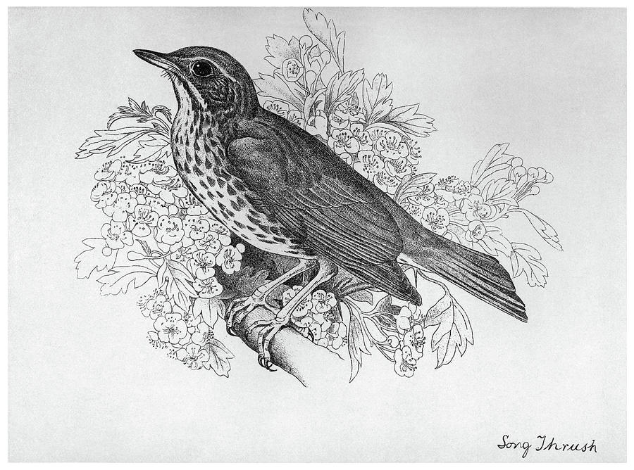 Blackburn Birds, 1895 Drawing by Granger - Fine Art America