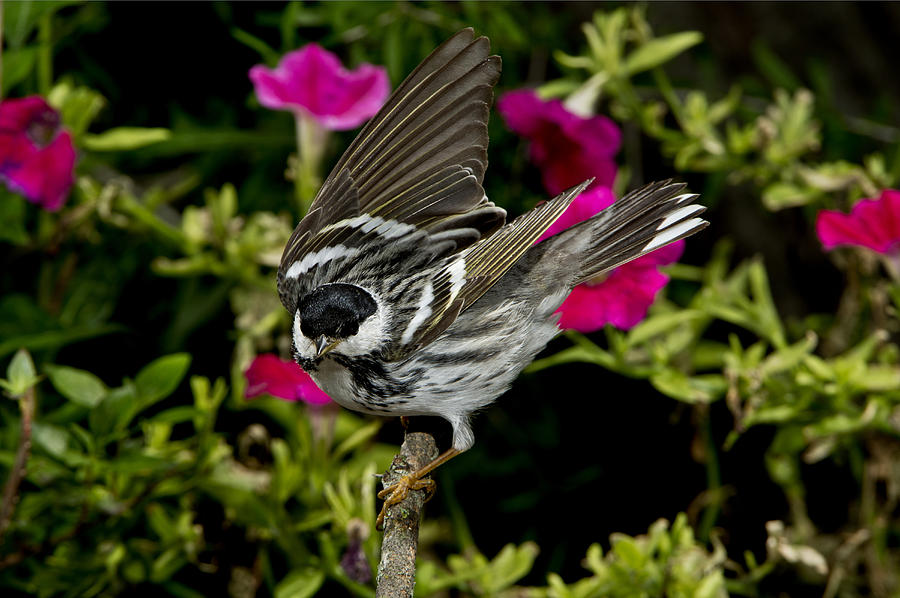 Blackpoll Warbler #5 Photograph by Anthony Mercieca