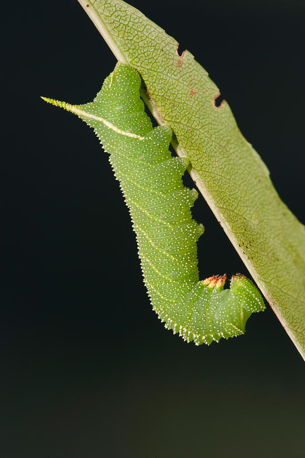 Insects Photograph - Blinded Sphinx Moth Larva #5 by Jeffrey Lepore