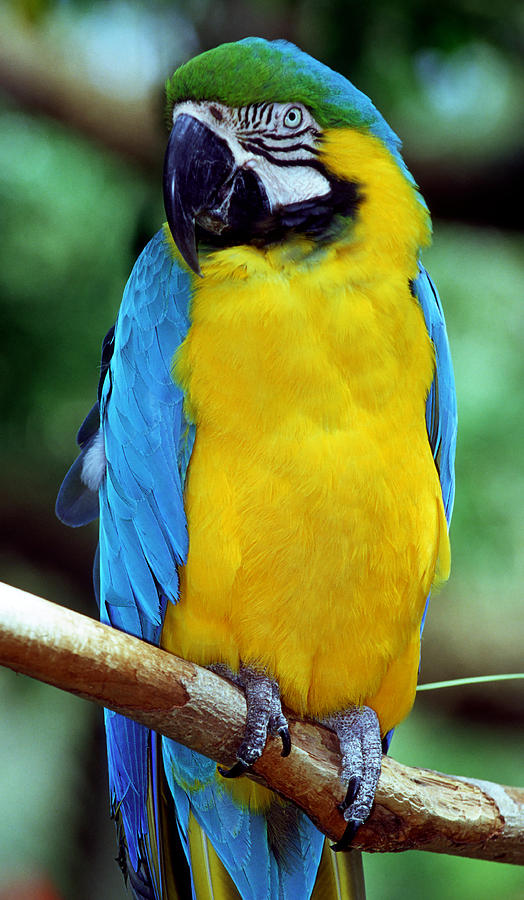 Blue And Yellow Macaw #5 Photograph by Millard H. Sharp