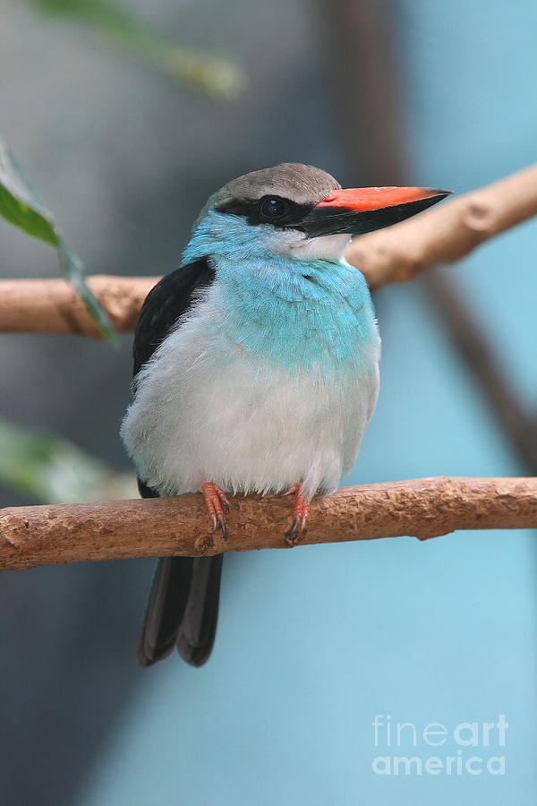 Kingfisher Photograph - Blue-Breasted Kingfisher #5 by Ken Keener