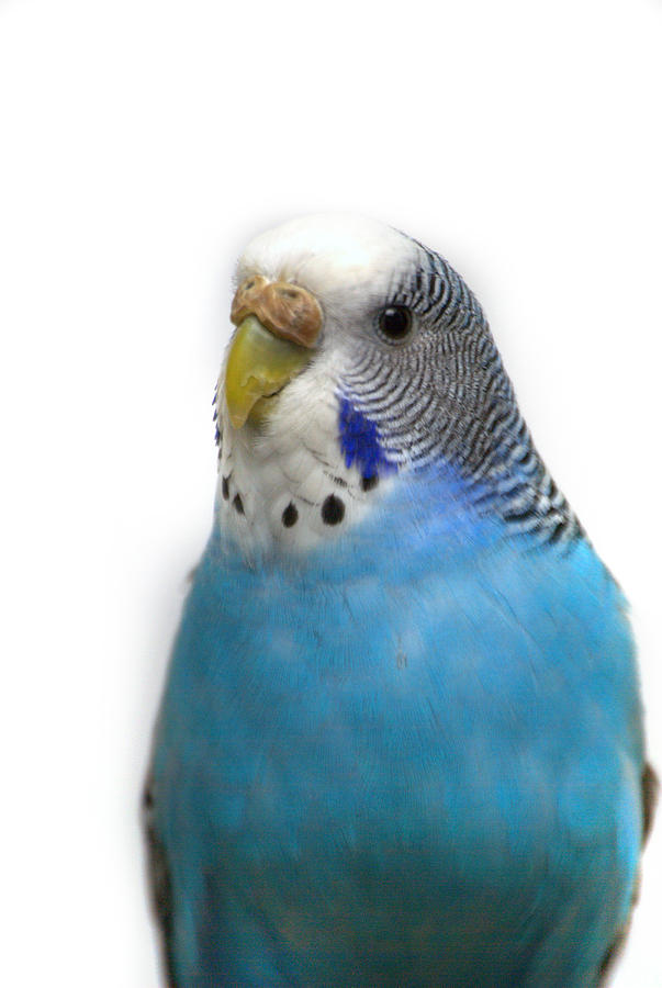 Blue Budgie #5 Photograph by Nathan Abbott