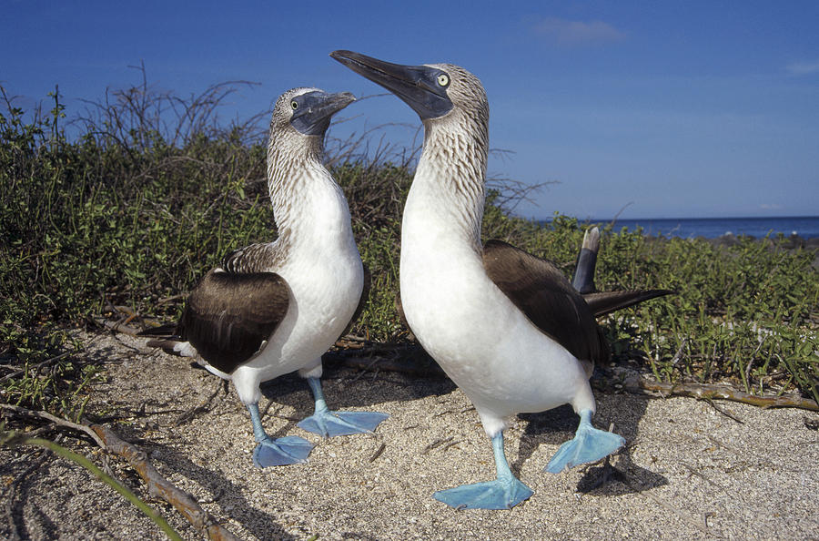 Blue-footed Boobies Courting Galapagos #5 Photograph by Tui De Roy