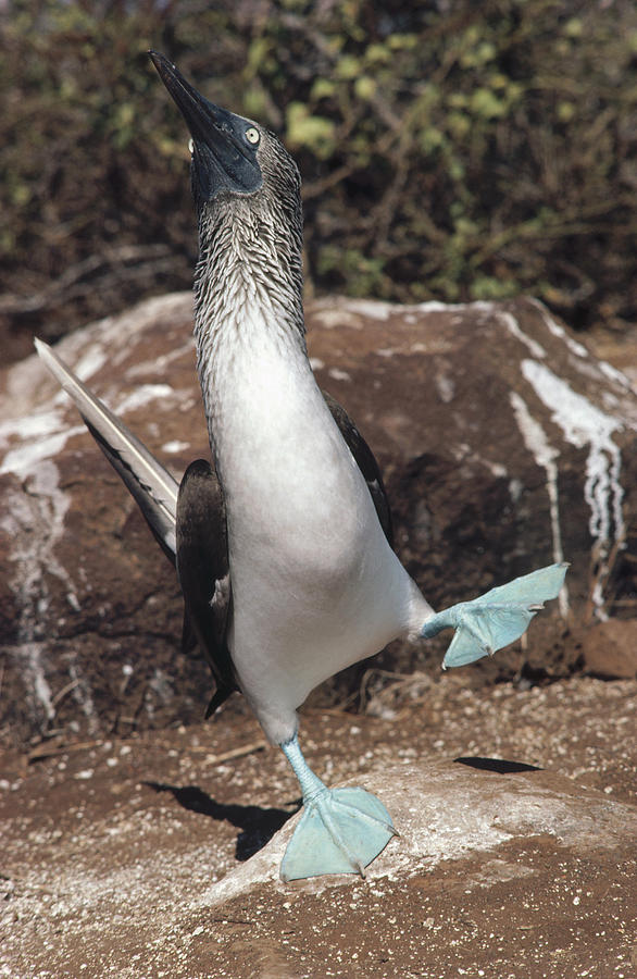 Blue-footed Booby Courtship Dance #5 Photograph by Tui De Roy