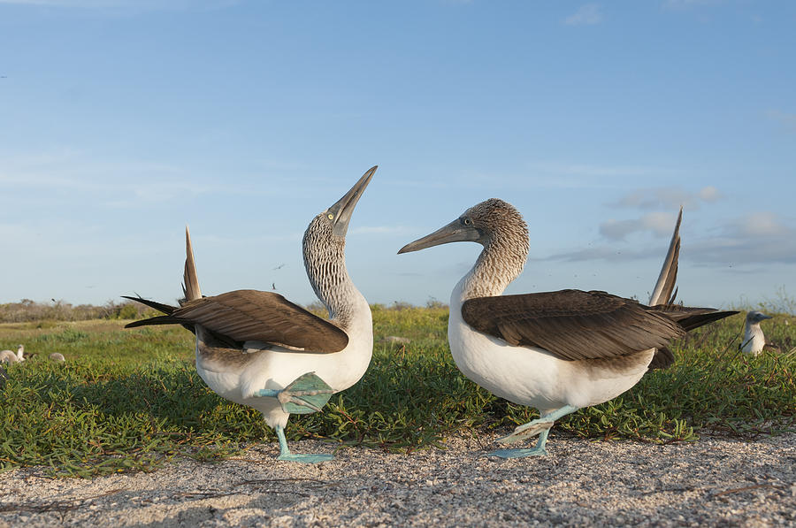 Blue-footed Booby Pair Courting #5 Photograph by Tui De Roy