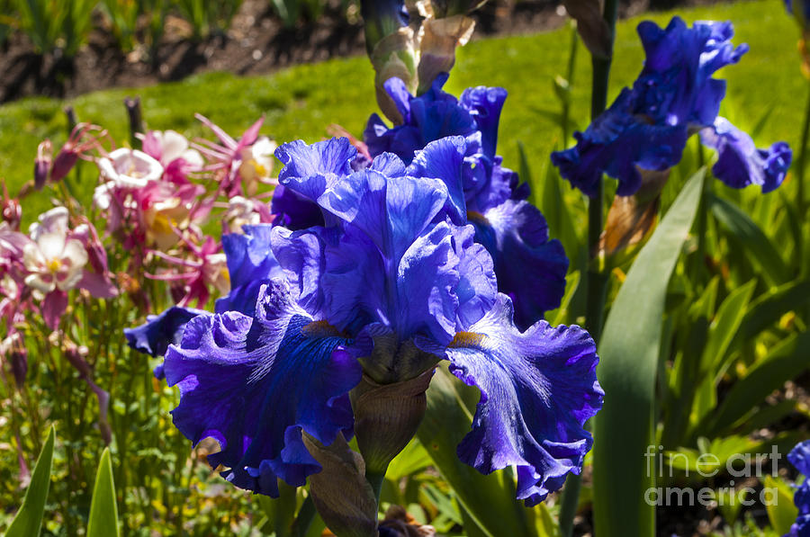 Salem Photograph - Blue Iris #5 by M J