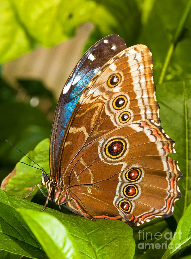 Blue Morpho Butterfly #5 Photograph by Millard H. Sharp