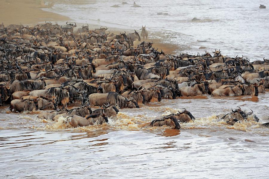 Blue Wildebeest Migration Photograph by Bildagentur-online/mcphoto ...