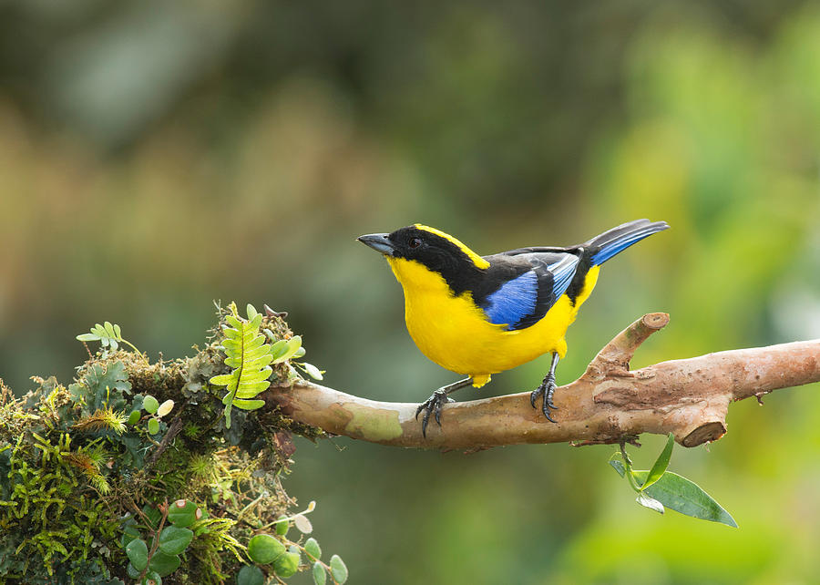 Blue-winged Mountain Tanager #5 Photograph by Dan Suzio
