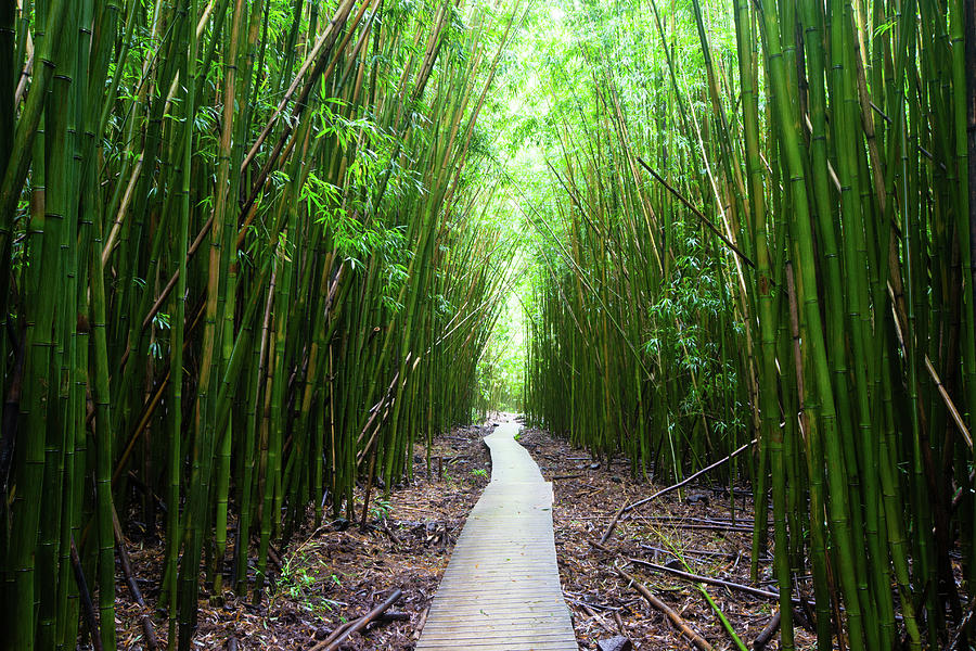 Boardwalk Passing Through Bamboo Trees #5 Photograph by Panoramic Images