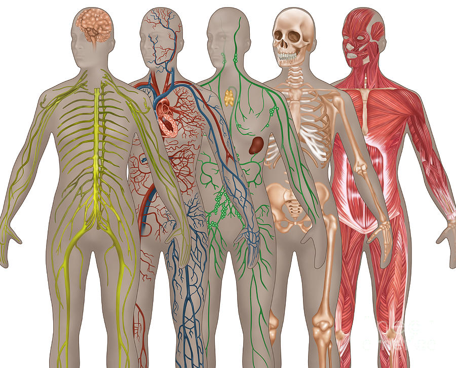 5 Body Systems In Female Anatomy Photograph by Gwen Shockey