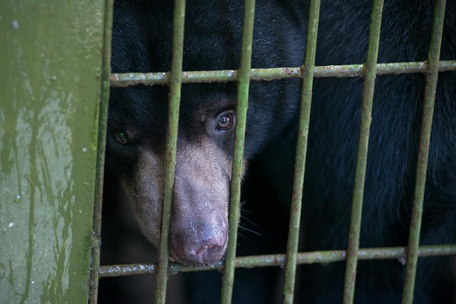 Animal Photograph - Bornean Sunbear (captive) by Scubazoo Animal Photograph - Bornean Sunbear (captive) by Scubazoo