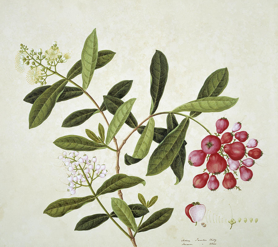 Botanical Illustration #5 Photograph by Natural History Museum, London/science Photo Library