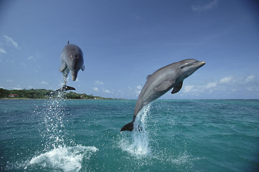 Bottlenose Dolphin Pair Leaping Honduras #5 Photograph by Konrad Wothe