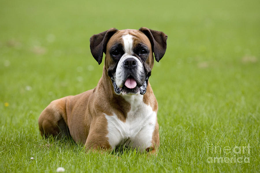 Boxer Dog #5 Photograph by Johan De Meester