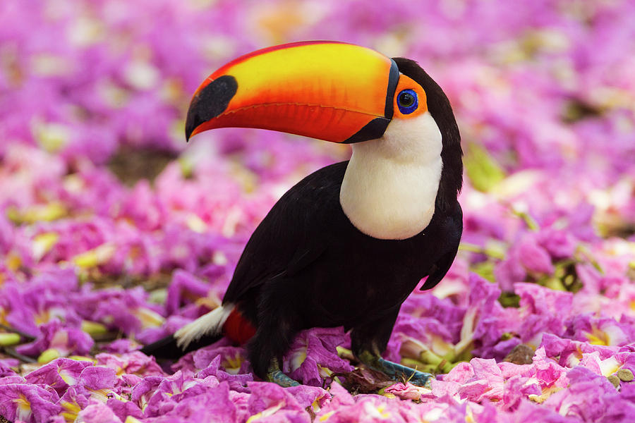 Brazil Toco Toucan In The Pantanal Photograph by Ralph H. Bendjebar ...