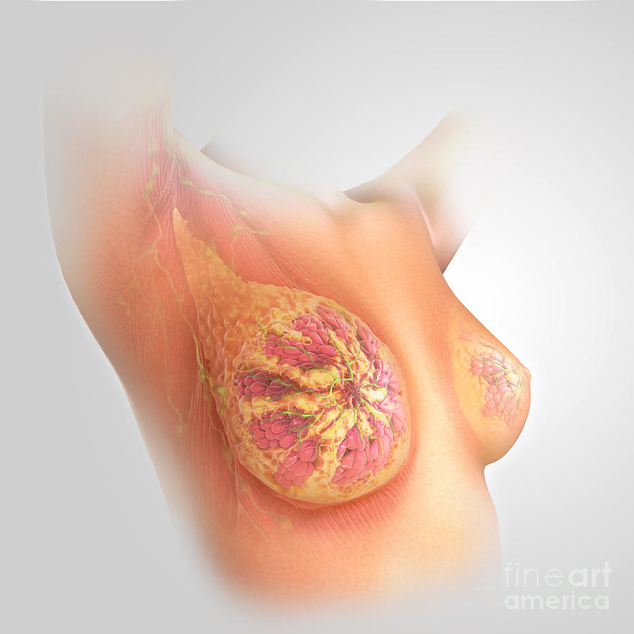 Grey Background Photograph - Breast Anatomy #5 by Science Picture Co