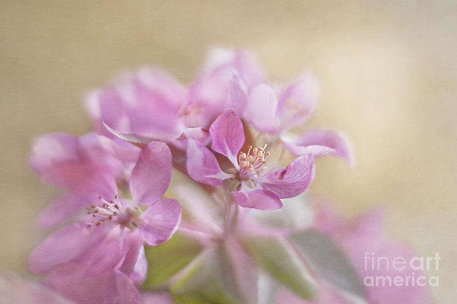 Spring Photograph - Breathing light #5 by Maria Ismanah Schulze-Vorberg