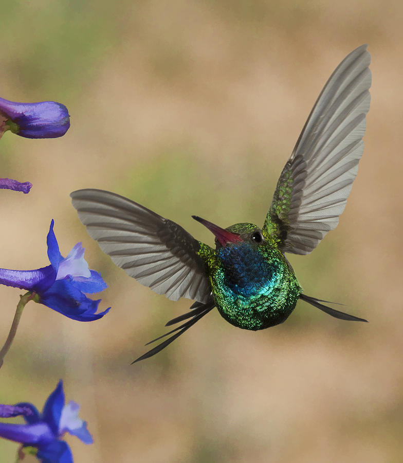 Hummingbird Photograph - Broadbill Hummingbird #5 by Gregory Scott