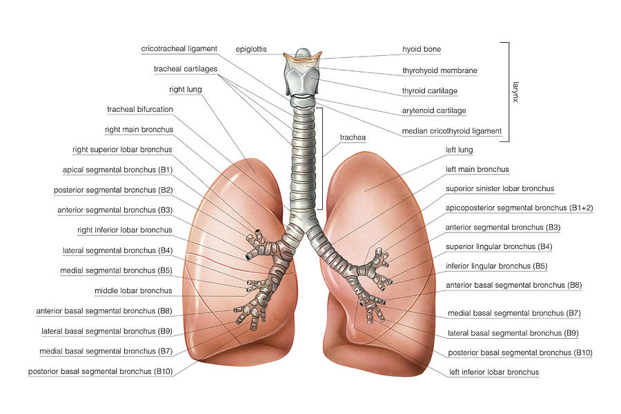 Bronchial Tree 5 Photograph By Asklepios Medical Atlas Pixels