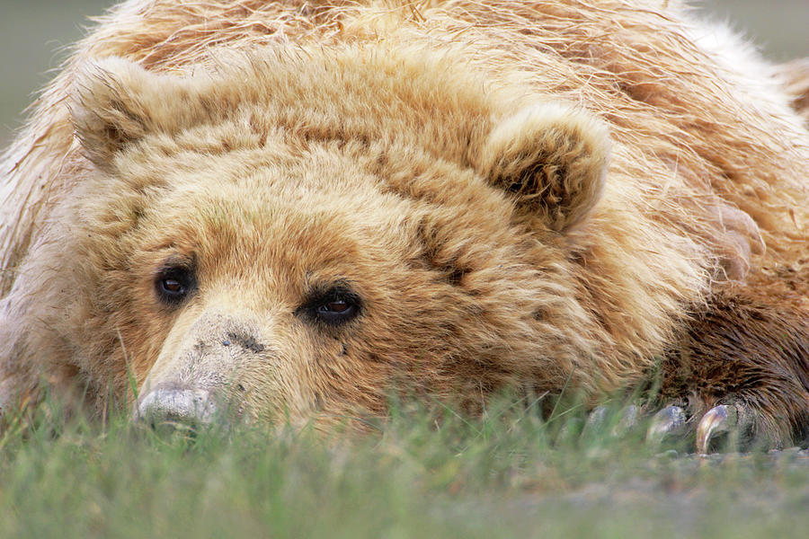 Katmai National Park Photograph - Brown Bear #5 by Manuel Presti/science Photo Library