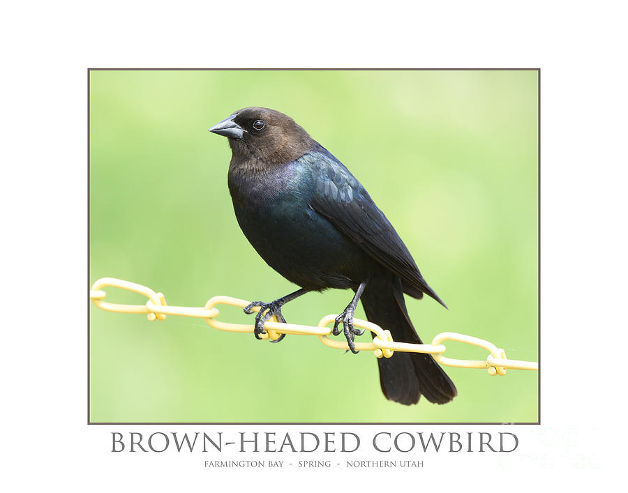 Brown-headed Cowbird #5 Photograph by Dennis Hammer