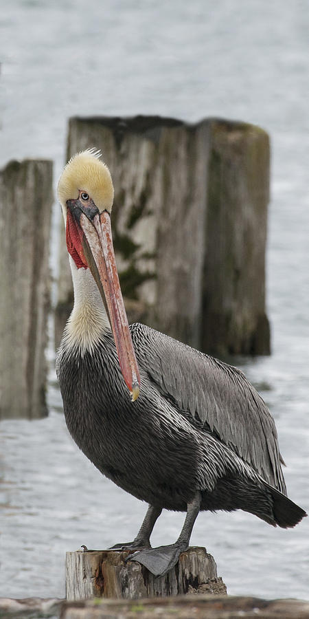 Brown Pelican #5 Photograph by Betty Depee
