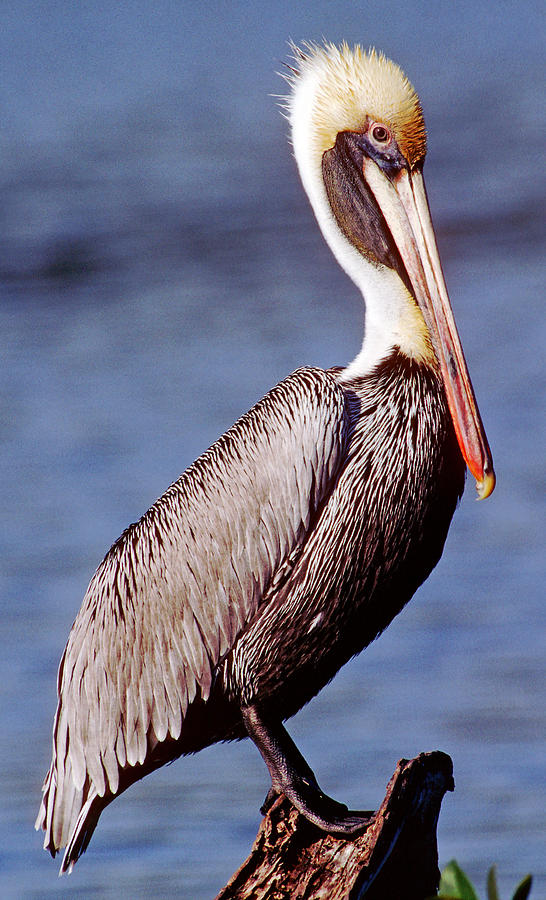 Brown Pelican Pelecanus Occidentalis #5 Photograph by Millard H. Sharp